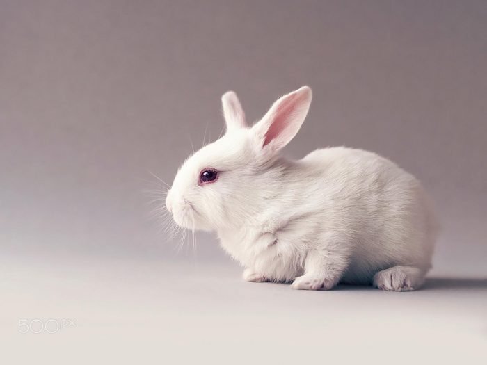 stock-photo-144092725