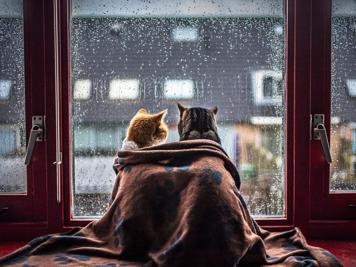 stock-photo-151463427