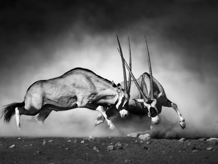 shutterstock_223257292