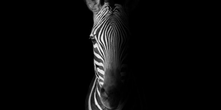 shutterstock_372615058