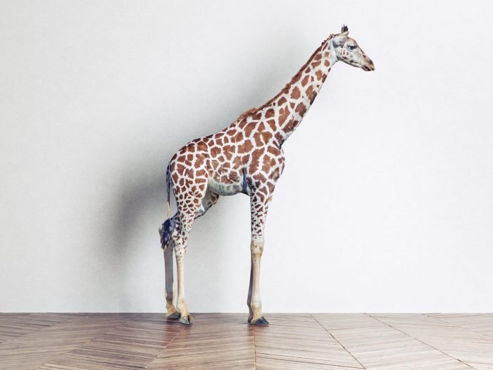 shutterstock_373101616