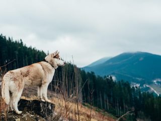 shutterstock_378476695