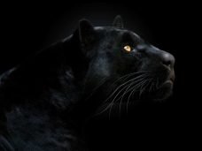 stock-photo-152216265