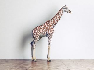 shutterstock_373101616