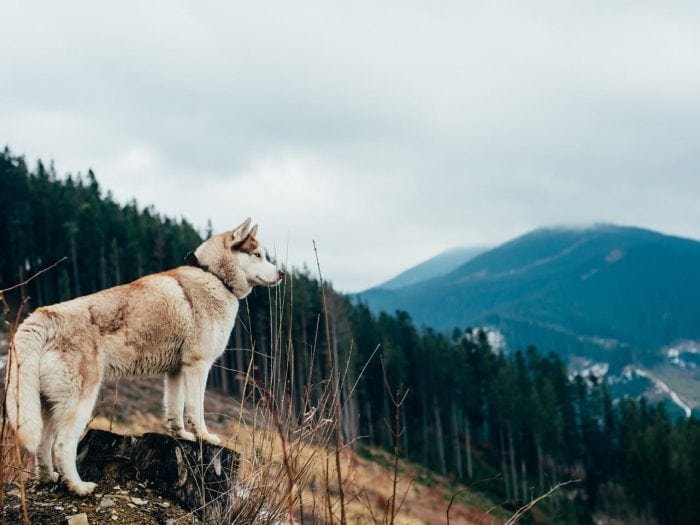 shutterstock_378476695