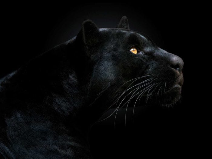 stock-photo-152216265