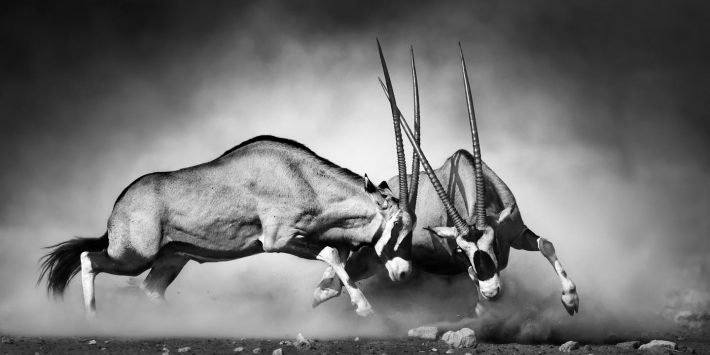 shutterstock_223257292