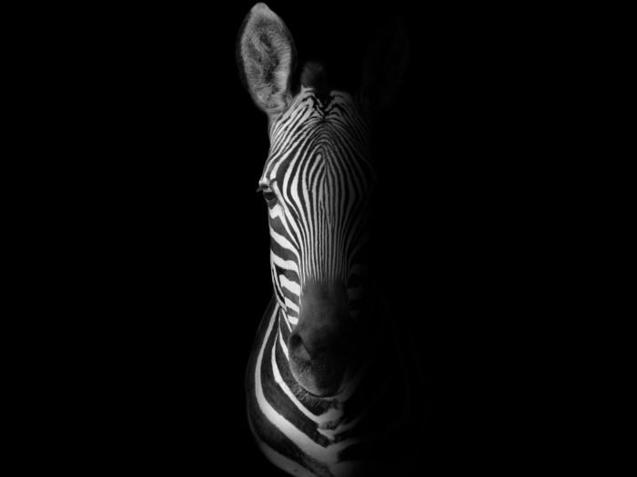 shutterstock_372615058