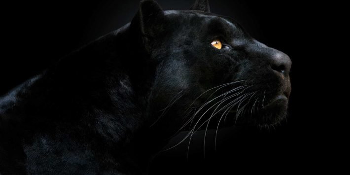 stock-photo-152216265