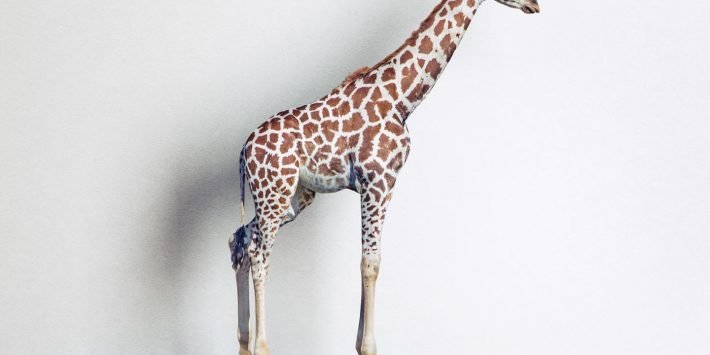 shutterstock_373101616