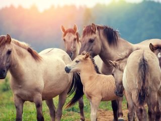 shutterstock_321799865