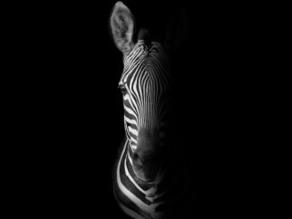 shutterstock_372615058