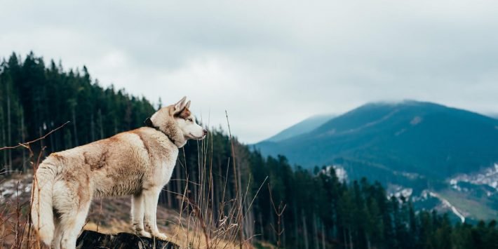 shutterstock_378476695