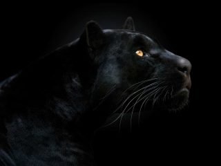 stock-photo-152216265